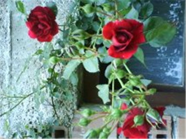 slike